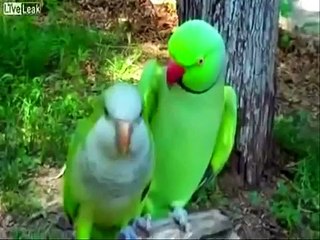 قبلات مسروقة