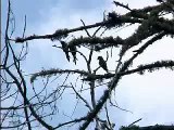 La Cotorra Serrana - Thick Billed Parrot