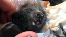 Cute orphan flying-fox (bat) babies eat fruit.