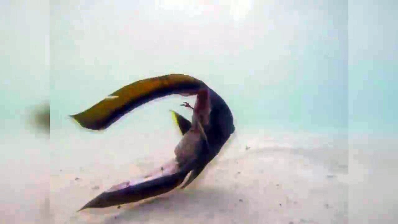 Floating fish head