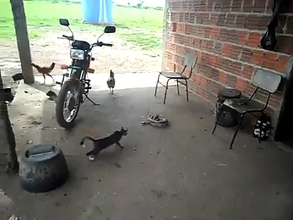 cat and snake
