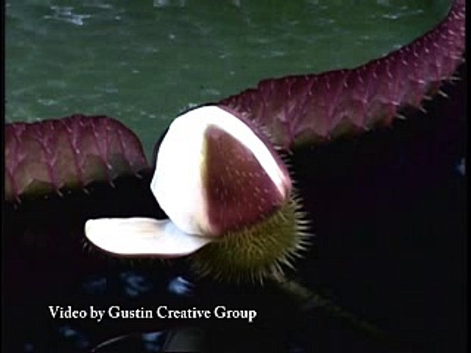 Water Lily Bloom