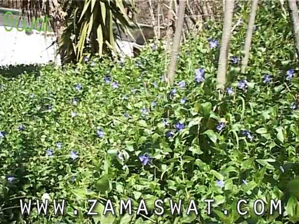swat spring report