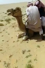 Funny: Camel Riding Goes Wrong. lol