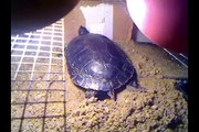 Pet Turtle Lays Eggs