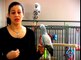 How to Train a Parrot : How to Train Parrots to Stop Biting