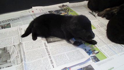 6 avril 2015 : Choupette (15 jours) sans attelle