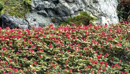 PAU - 4 AVRIL 2015 - LE PRINTEMPS EST BIEN LÀ AU JARDIN DE LA SÉRÉNITÉ  KOFU