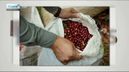 Cafés Reck, artisan torréfacteur alsacien