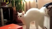 CAT GATTO ANIMALS BEST VIDEO!