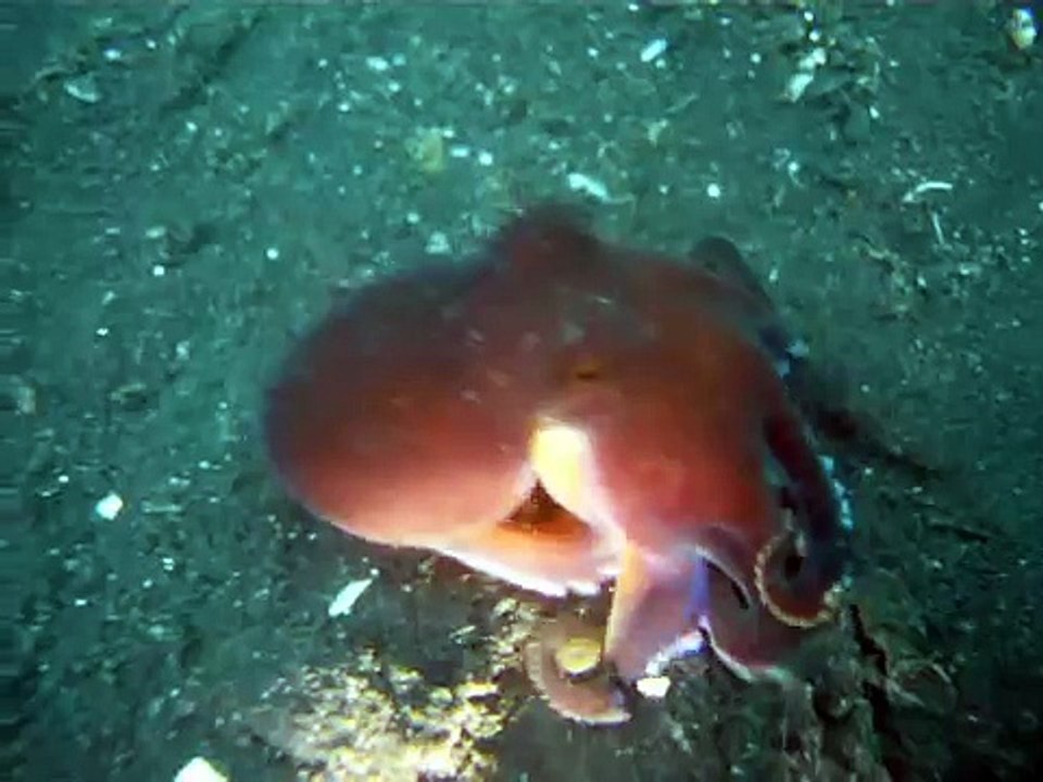 coconut octopus returning to the shampoo bottle house