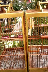 Burung Kenari Bertengkar