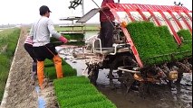 Amazing Technology of Rice cultivation (www.theworld-newz.com)