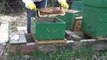 Beekeeping 2011 . Transferring a bee colony in a clean beehive. Bletaria  Bijen Api  .