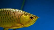 24k gold arowana