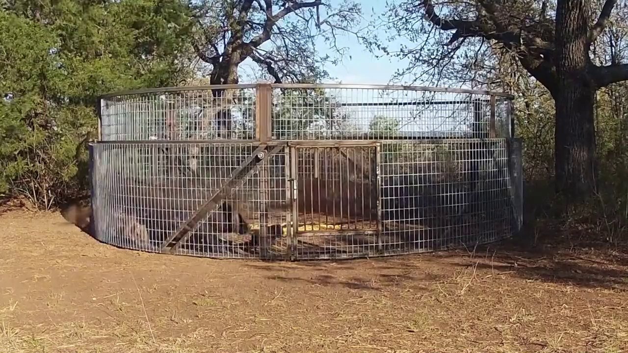 The Boar Buster Hog Trap