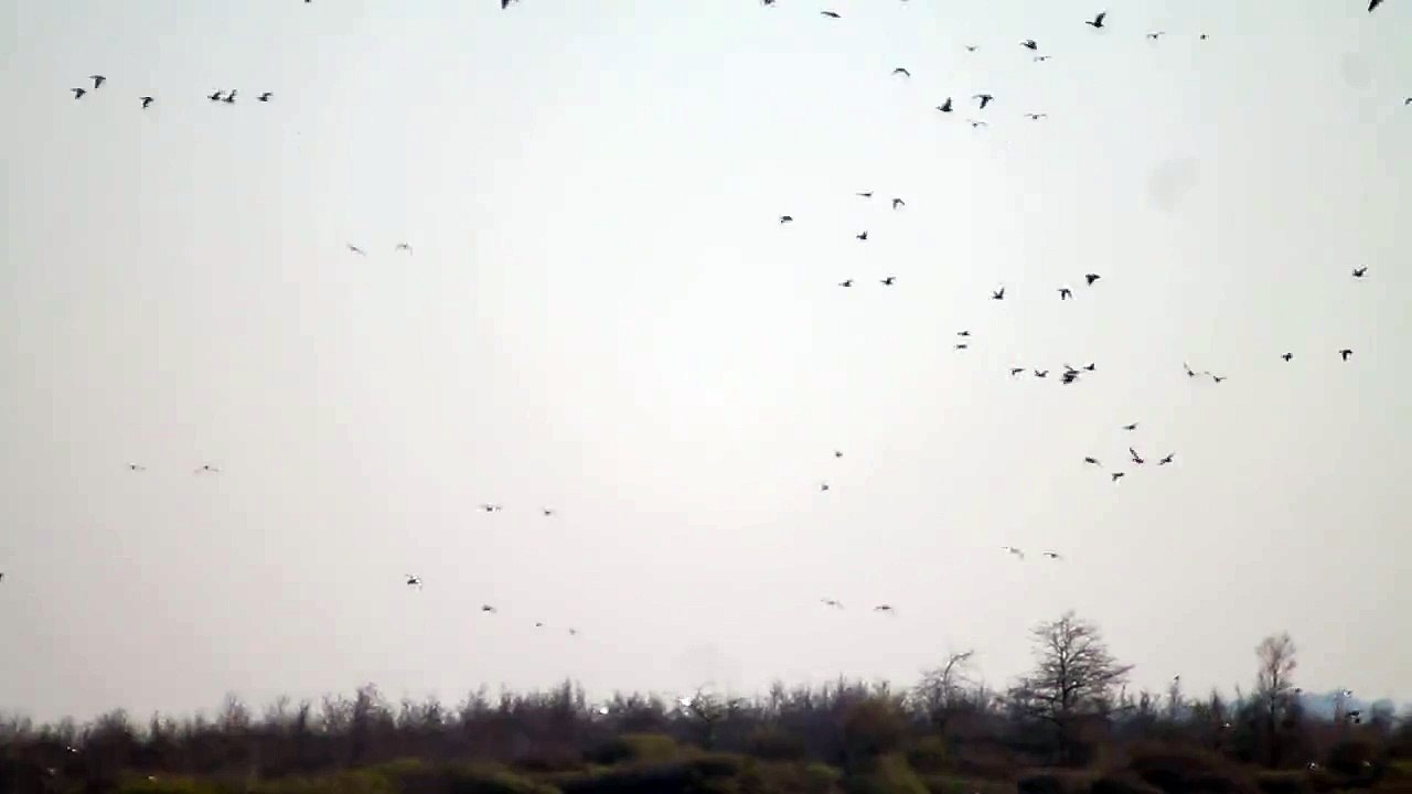 Marais du Lac de Grand Lieu Le: 06/04/2015