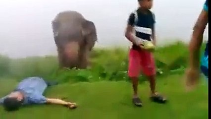 Very Shocking One Dont Play with Huge Animals