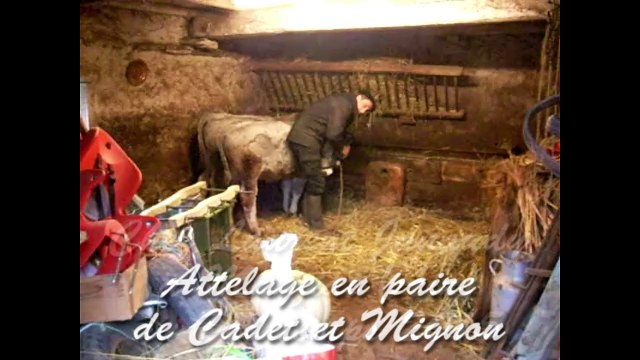 Dressage de deux jeunes boeufs Gascons au Printemps 2015 à Manziat dans l'Ain