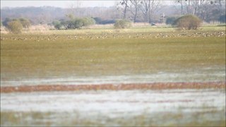 Marais du Lac de Grand Lieu Le: 06/04/2015  N°2