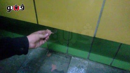 Incroyable : un chat emmuré depuis 5 ans retrouve la liberté