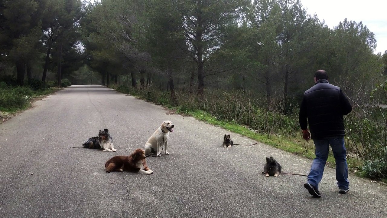 dressage canin la ciotat 13 Educateur canin la ciotat toutoucool13 Joyau stabilisation d'un chien joueur avec ses congénères
