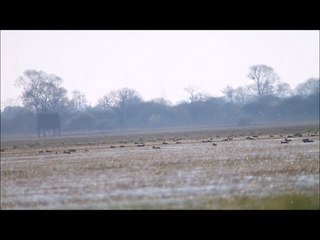 Marais du Lac de Grand Lieu Le: 06/04/2015  N°3