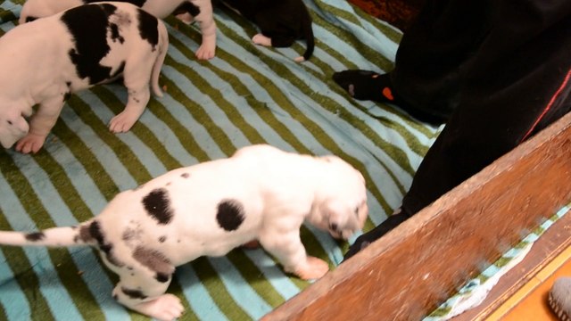 Elevage des Joyaux d'Allythélia repas des BB Dogue Allemand de 3 semaines