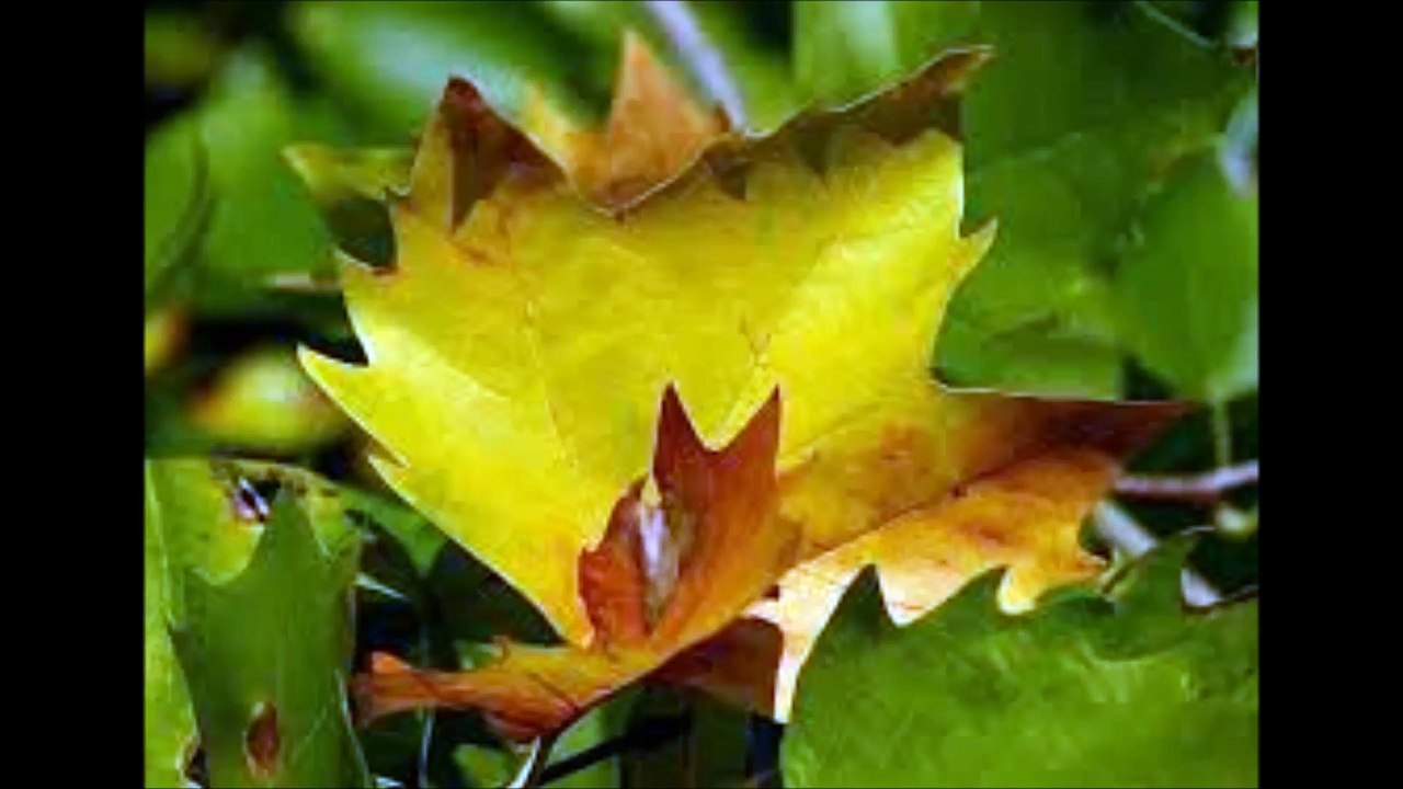 Forseti - Welkes Blatt