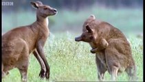 Kangaroo Boxing - Attenborough - Life of Mammals - BBC