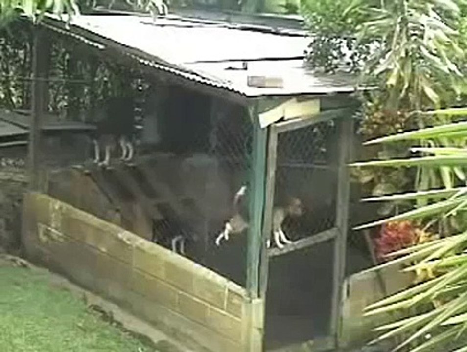 what an intelligent animal