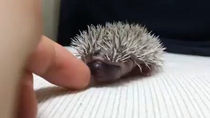 Moment cute du jour : Bébé hérisson adorable