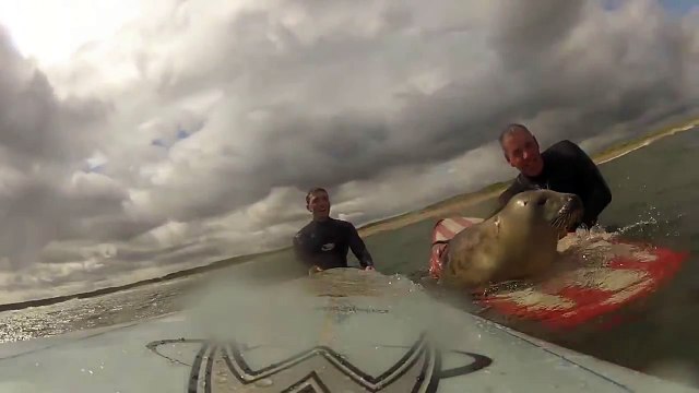 un surfeur se retrouve nez a nez avec un invité surprise