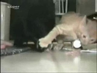 Pas touche j'ai dit! Non mais!