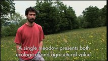 Prairies fleuries -  agriculture et biodiversité (version longue sous-titrée en anglais)