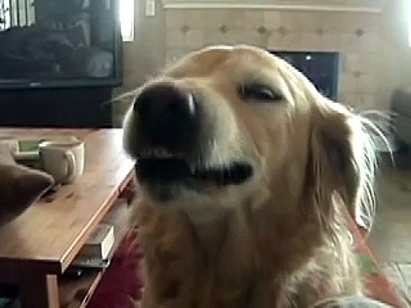 Funny Dog: The golden