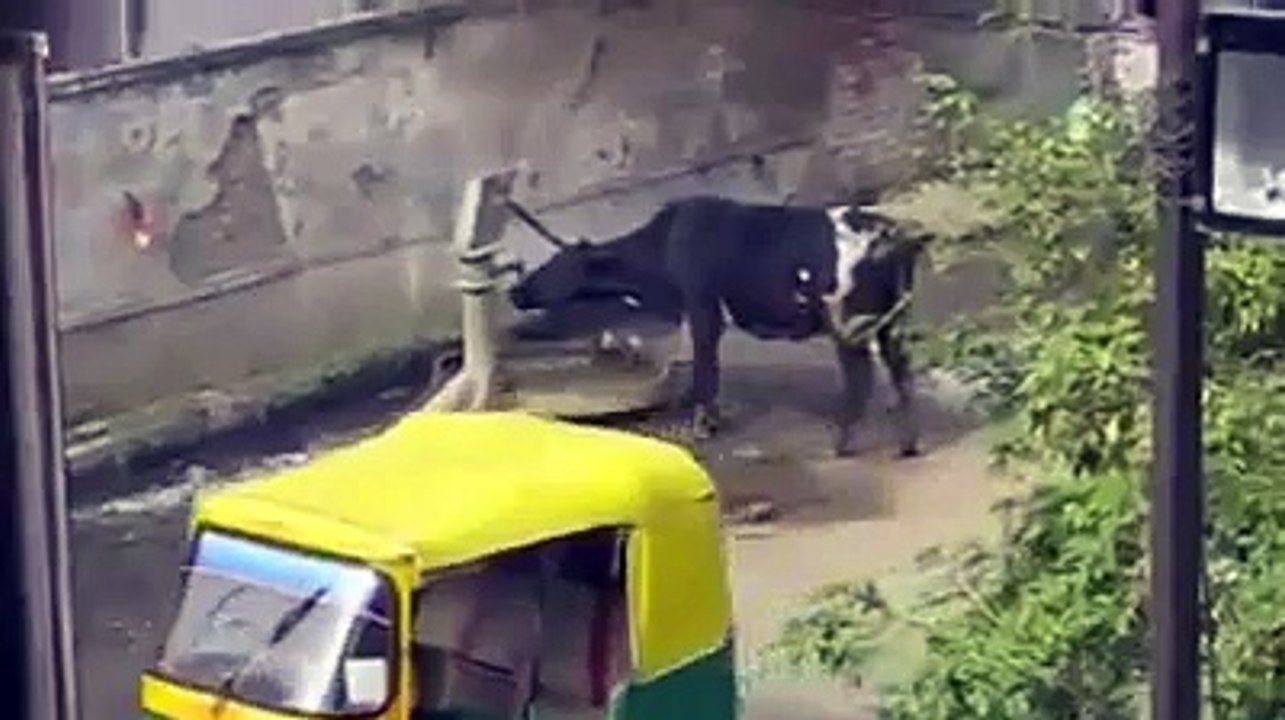 Oh!!! Genius Cow...