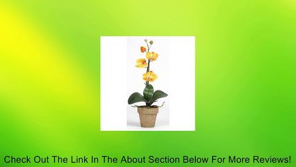 Phalaenopsis Silk Orchid Flower Arrangement Review