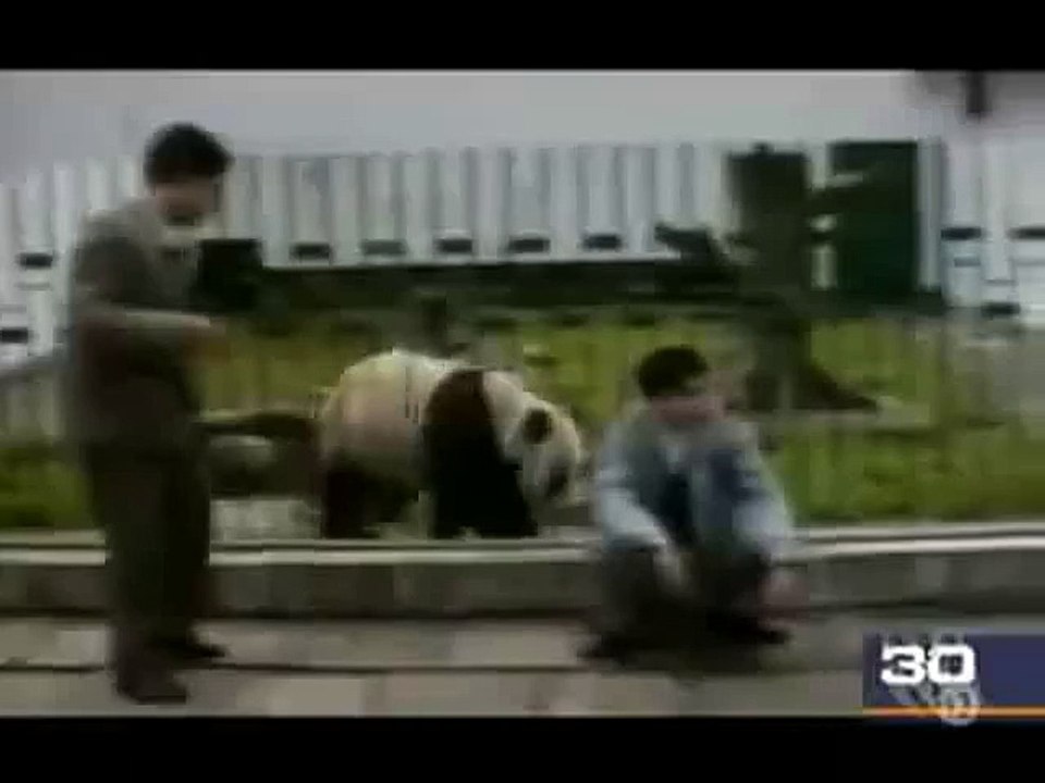 OMG !! Panda Attacked Man