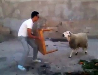 OMG !!! Angry Attack of Strong Sheep