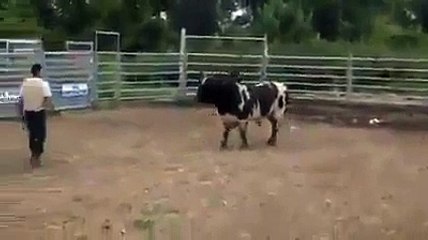OMG !!! Bull attacked man badly
