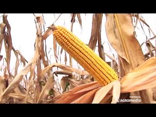Hibridi kukuruza za sve! Šumadinac, Delija, Bećar i Sremac ­ Superior_394_04.04.2015.