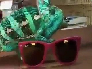 OHAA..Böyle Bukalemun Görmedim..