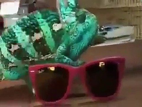 OHAA..Böyle Bukalemun Görmedim..