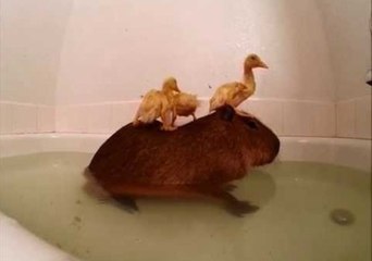 Ducklings Use Capybara as Perch During Bathtime