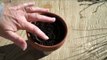 Growing Herbs For Beginners-Module 2- Planting Tiny Seeds