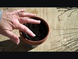 Growing Herbs For Beginners-Module 2- Planting Tiny Seeds