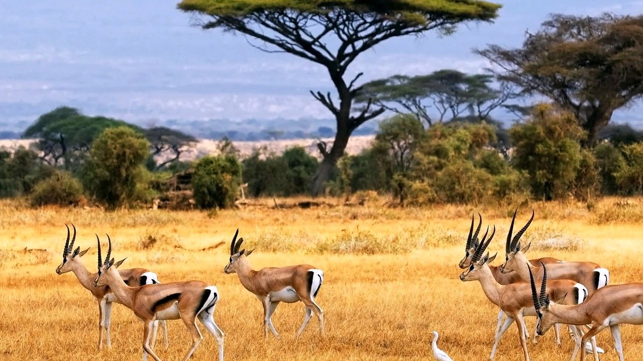 Wild Animal Photo Slideshow