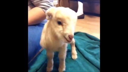 【Vine】Twitter!　funny movies in the world! Part6