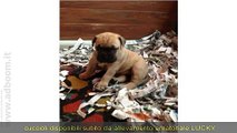 VARESE,    BULLMASTIFF CUCCIOLI